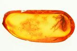 Detailed Fossil Caddisfly (Trichoptera) In Baltic Amber #357861-1